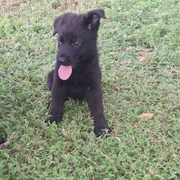 Ivan vom LegendLand - Black male German Shepherd puppy in Hillsborough County, Florida from Vom Legend Land