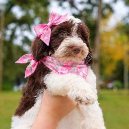 Freedom - Chocolate female Australian Labradoodle puppy in Dawson, Georgia from Still Pond Australian Labradoodles