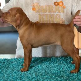 Franny - Golden rust female Vizsla puppy in Coal Center, Pennsylvania from Waymaker Vizslas