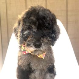 Kamikazi - Merle male Goldendoodle puppy in Mount Pleasant, Tennessee from Doodle My Heart