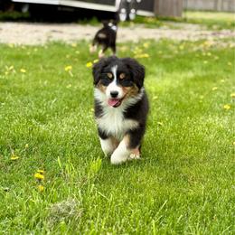 Candy - Black tri-color female Australian Shepherd puppy in Ashland, Ohio from SS Australian Shepherds
