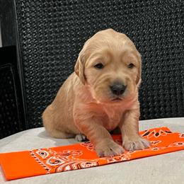 Orange - Golden male Golden Retriever puppy in Lake City, Minnesota from Windcliff Goldens