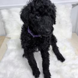 Purple - Black female Poodle puppy in Hamilton, Ohio from Grandview Farm