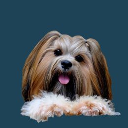 Diva - Lhasa Apso