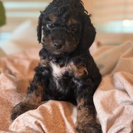 Ocean - Brown white and tan female Cockapoo puppy in Saint Louis, Missouri from Jax Doodles
