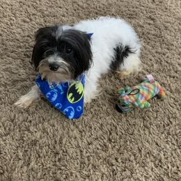 Maverick - Yorkshire Terrier