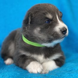 Pomsky Puppies from Brent Bauer