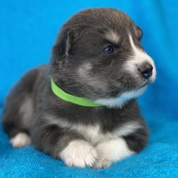Pomsky Puppies from Brent Bauer