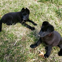 German Shepherd Puppies from Schengbier's German Shepherds