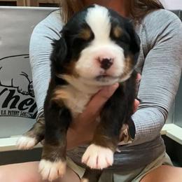 Purple Collar Girl - Black rust and white female Bernese Mountain Dog puppy in Bristol, Tennessee from Holston Hollow Farm