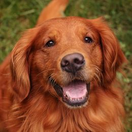 Scar - Golden Retriever