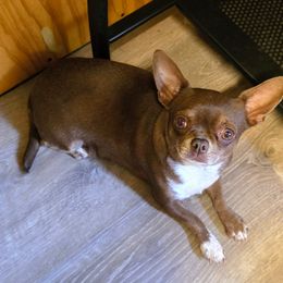 Mocha - Chihuahua