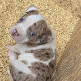 American Bullies from ARC’s Saving Grace