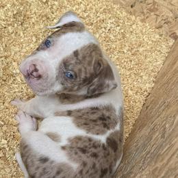 American Bullies from ARC’s Saving Grace