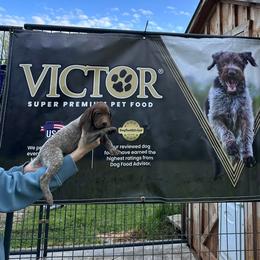 German Shorthaired Pointer puppies from Fur and Feather Kennels