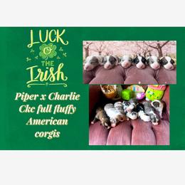 Guinness - Blue male Pembroke Welsh Corgi puppy in Saint George, South Carolina from Carolina cotton candy corgis