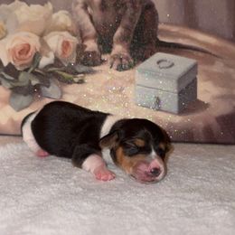 Oreo - Black and cream male Dachshund puppy in Saint Paul, Minnesota from Vibrant Eyes Doxies