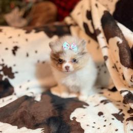 Willie - Blue merle male Pomeranian puppy in Gainesville, Texas from Pomtastic Pomeranians