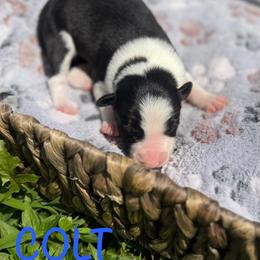 Colt - Black and white male Border Collie puppy in Owenton, Kentucky from Three16 Ranch