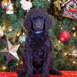 Poodle Puppies from Anutta Poodles