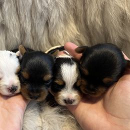 Yorkshire Terriers from Baby Doll Face Yorkies