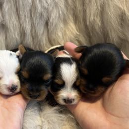 Yorkshire Terriers from Baby Doll Face Yorkies