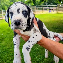 Suzie-Poo - Harlequin female Great Dane puppy in Princeton, Indiana from Phantasm Farms