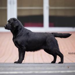 Impala - Black female Labrador Retriever puppy in Owosso, Michigan from Bennington Retrievers
