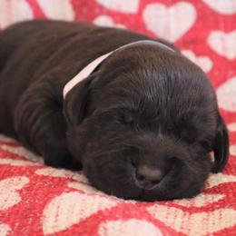 Mishief - Chocolate female Labrador Retriever puppy in Camden, Indiana from Camden's Caring Canines