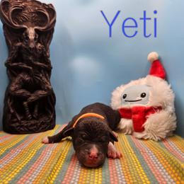 Yeti - Black and white male Rat Terrier puppy in Lynn, Alabama from Cryptic Rat Terriers