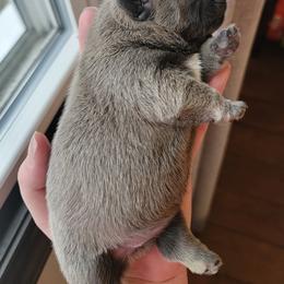French Bulldog Puppies from Smith's Small Town Frenchies