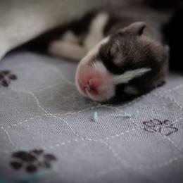 Siberian Husky Puppies from Ivie Huskies