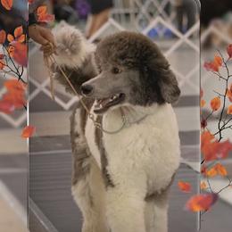 Max - Poodle