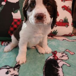 Winifred - White and liver English Springer Spaniel puppy in Hilham, Tennessee from Rocky Top Springer Spaniels