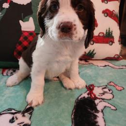 Winifred - White and liver English Springer Spaniel puppy in Hilham, Tennessee from Rocky Top Springer Spaniels