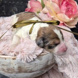 Ace - Phantom male Springerdoodle puppy in Fargo, North Dakota from Dakota SpringerDoodles