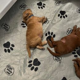Labradoodle Puppies from Desert Mountain Doodles