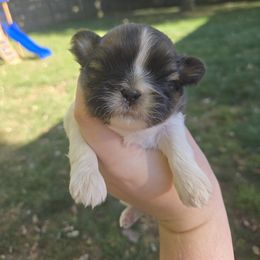 Stella - Brindle and white female Shih Tzu puppy in Normal, Illinois from Happy Shih Tzu Homes