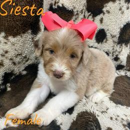 Siesta - Red merle female Aussiedoodle puppy in Cleveland, Tennessee from C&S Kennels