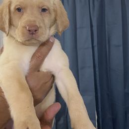 Dilute Retriever and Labrador Retriever Puppies from Moran’s Lab’s