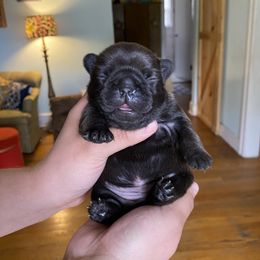 Girl 2 - French Bulldog puppy in Roanoke Rapids, North Carolina from Ferrell’s Frenchies