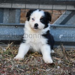 Australian Shepherd, Miniature American Shepherd, Miniature Australian Shepherd, and Toy Australian Shepherd Puppies from Texas Bluebonnet Herders