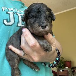 Spice - Merle male Goldendoodle puppy in Waynesboro, Virginia from Forest Creek Kennel