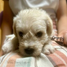 Grumpy - White male Schnoodle puppy in Sedalia, Missouri from Farmer Brown's Puppies