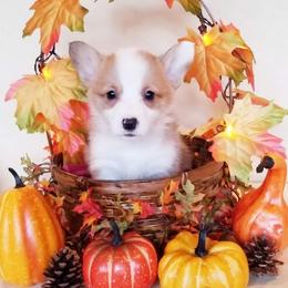 American Corgi and Pembroke Welsh Corgi Puppies from Whimsical Treasure Corgis