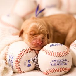 Captain - Golden male Golden Retriever puppy in Idaho Falls, Idaho from Brinton Goldens