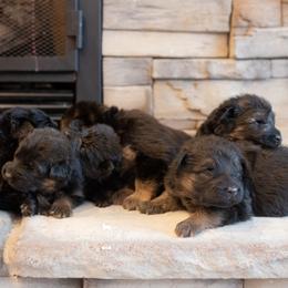 German Shepherd puppies from Dry Creek Puppies, LLC