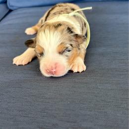 Ms. Teal - Blue merle female Australian Shepherd puppy in Jacksonville, Florida from Autumn's Aussies