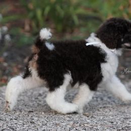 Poodle Puppies from Antigua Standard Poodles