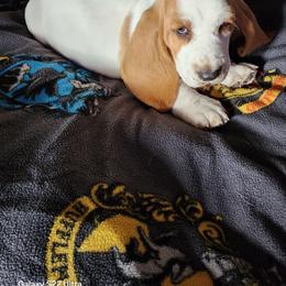 Black collar boy - Lemon and white male Basset Hound puppy in Hood River, Oregon from The Walls Hounds With Heart